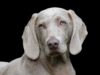 Which animals are right to keep as a pet? Dog Weimaraner Pet Canine Portrait Head Dog Head