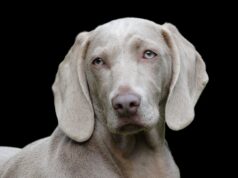 Which animals are right to keep as a pet? Dog Weimaraner Pet Canine Portrait Head Dog Head