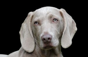 Which animals are right to keep as a pet? Dog Weimaraner Pet Canine Portrait Head Dog Head