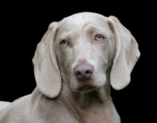 Which animals are right to keep as a pet? Dog Weimaraner Pet Canine Portrait Head Dog Head