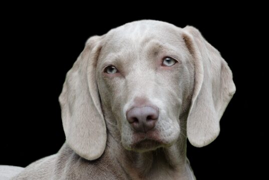 Which animals are right to keep as a pet? Dog Weimaraner Pet Canine Portrait Head Dog Head