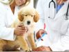 Understanding Your Pet’s Heartworm Medicine – Part 1 A person holding a dog