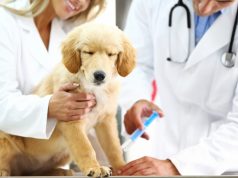 Understanding Your Pet’s Heartworm Medicine – Part 1 A person holding a dog