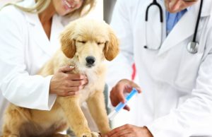 Understanding Your Pet’s Heartworm Medicine – Part 1 A person holding a dog