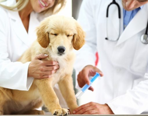 Understanding Your Pet’s Heartworm Medicine – Part 1 A person holding a dog