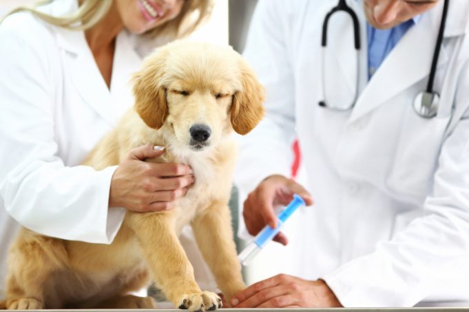 Understanding Your Pet’s Heartworm Medicine – Part 1 A person holding a dog