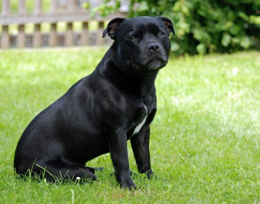 New Guidelines on How to Perform CPR on Pets: Four Easy to Understand Steps A dog sitting on top of a grass covered field