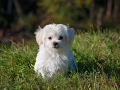 Understanding Your Pet’s Heartworm Medicine A dog sitting in the grass