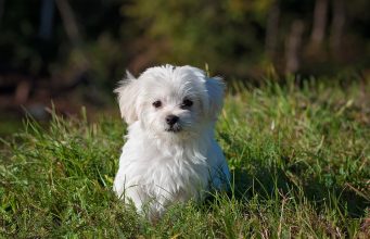 Understanding Your Pet’s Heartworm Medicine A dog sitting in the grass