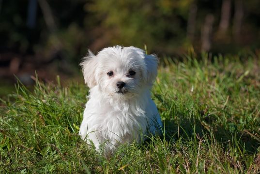 Understanding Your Pet’s Heartworm Medicine A dog sitting in the grass
