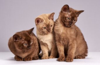 Why do we need pets? Cute Cats Kittens Animals Mammals Pet