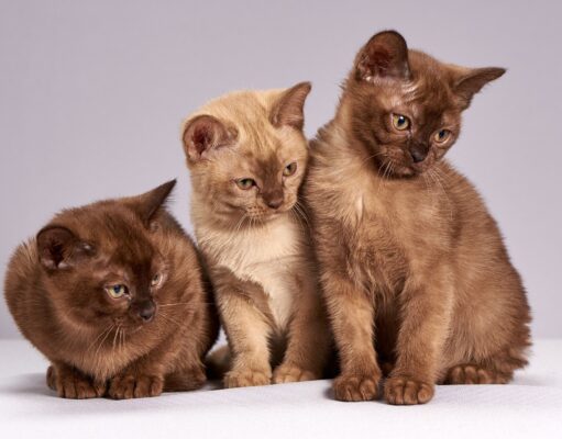 Why do we need pets? Cute Cats Kittens Animals Mammals Pet