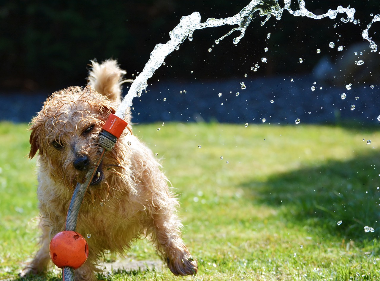Garden Hoses Uses At Home
